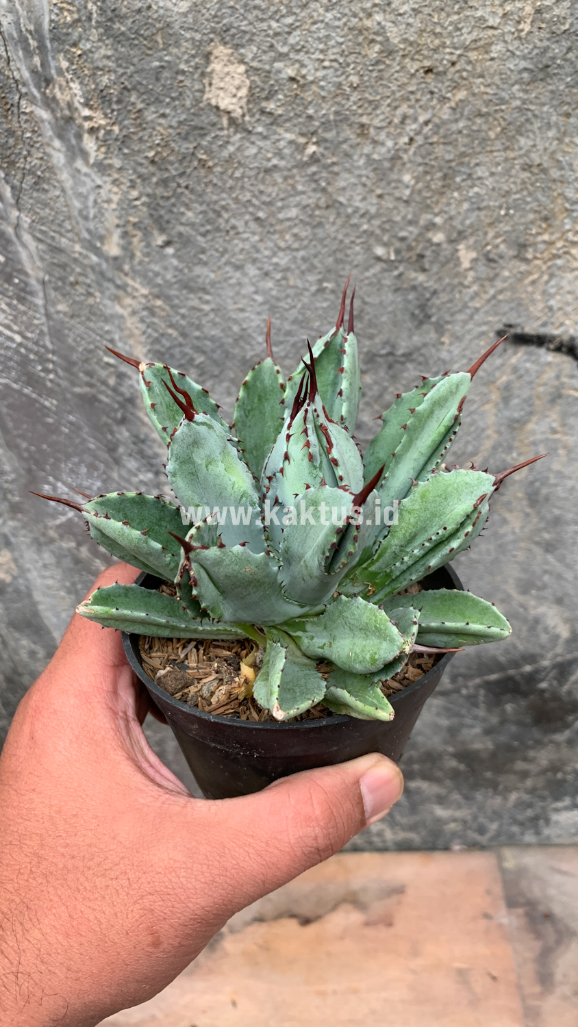 258. Agave Potatorum CV. Cubic - Image 35