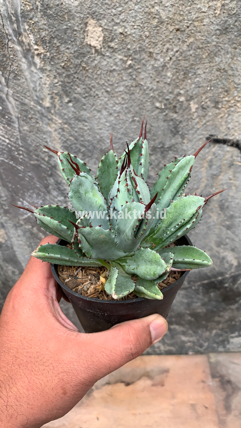 258. Agave Potatorum CV. Cubic - Image 3