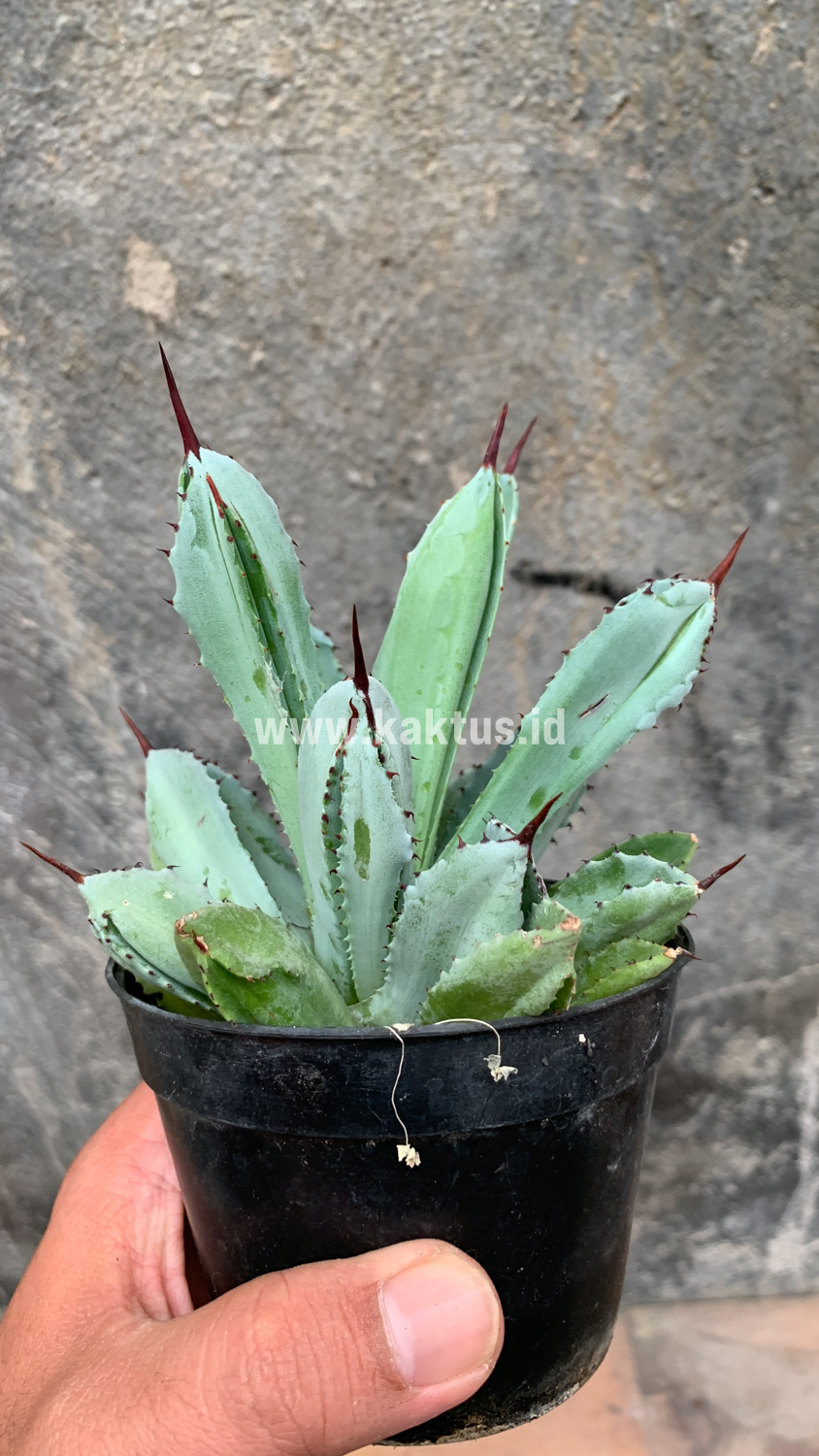258. Agave Potatorum CV. Cubic - Image 62