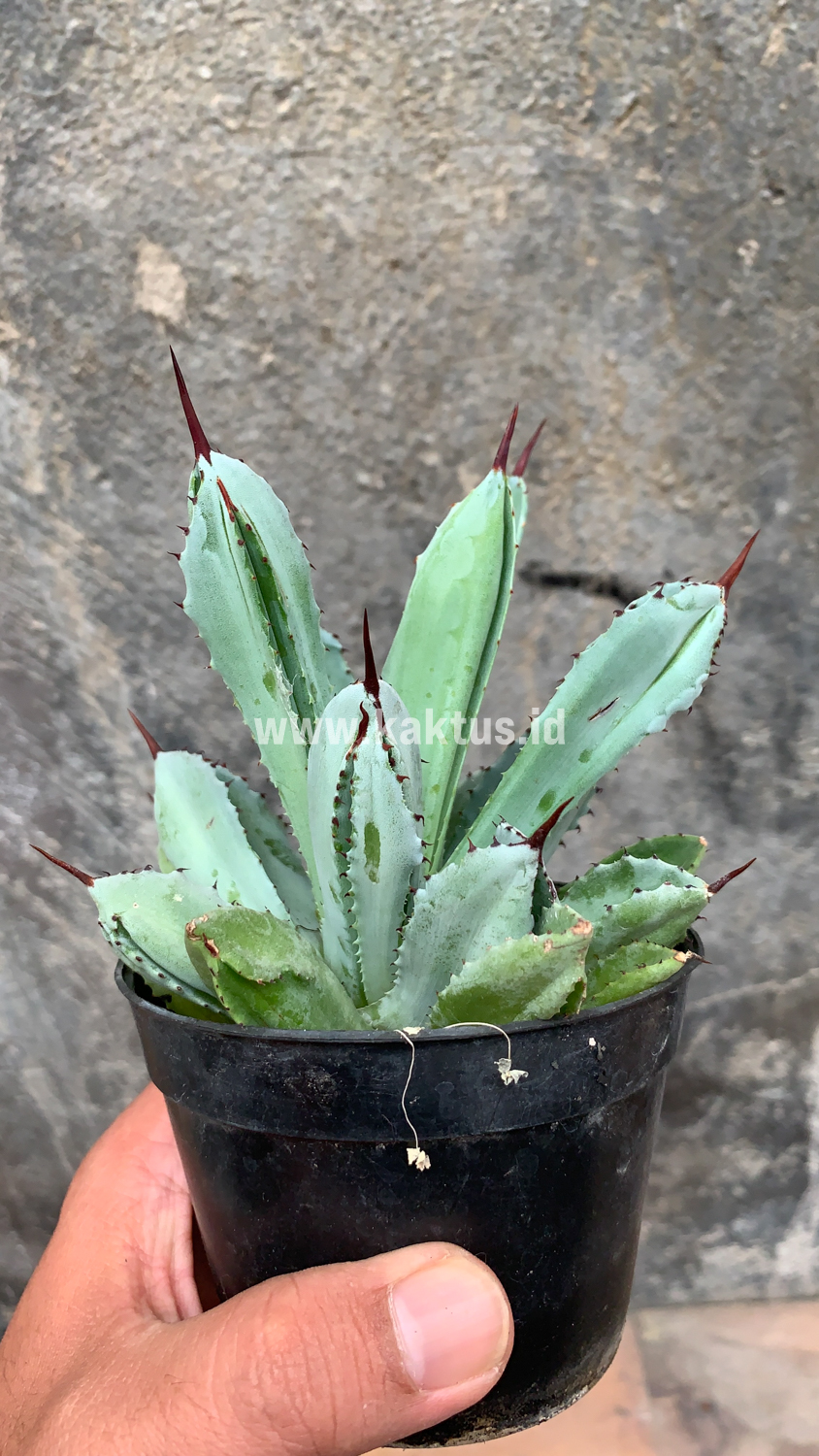 258. Agave Potatorum CV. Cubic - Image 61