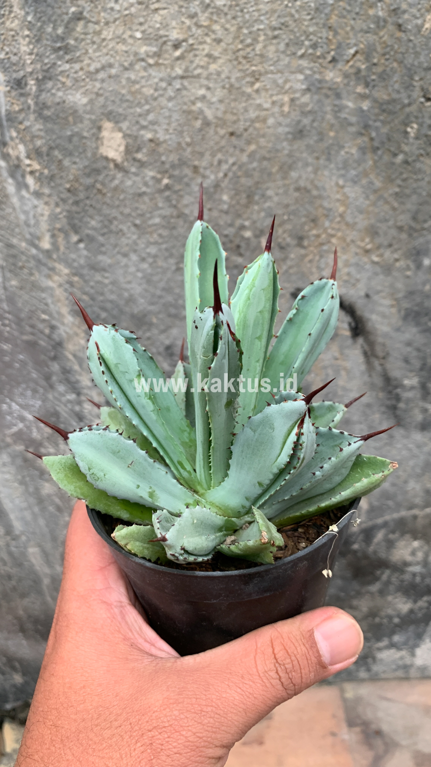 258. Agave Potatorum CV. Cubic - Image 59