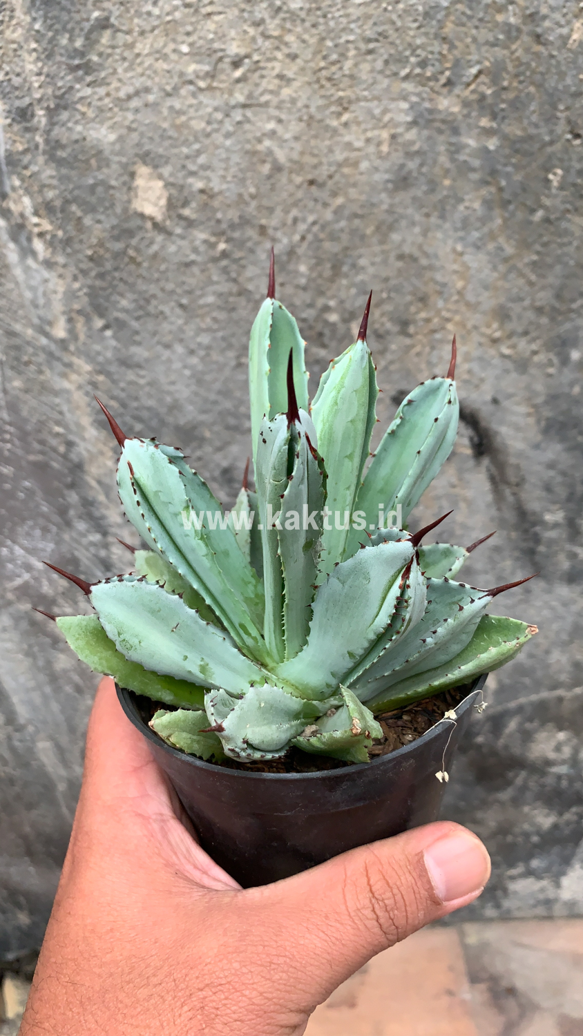 258. Agave Potatorum CV. Cubic - Image 58