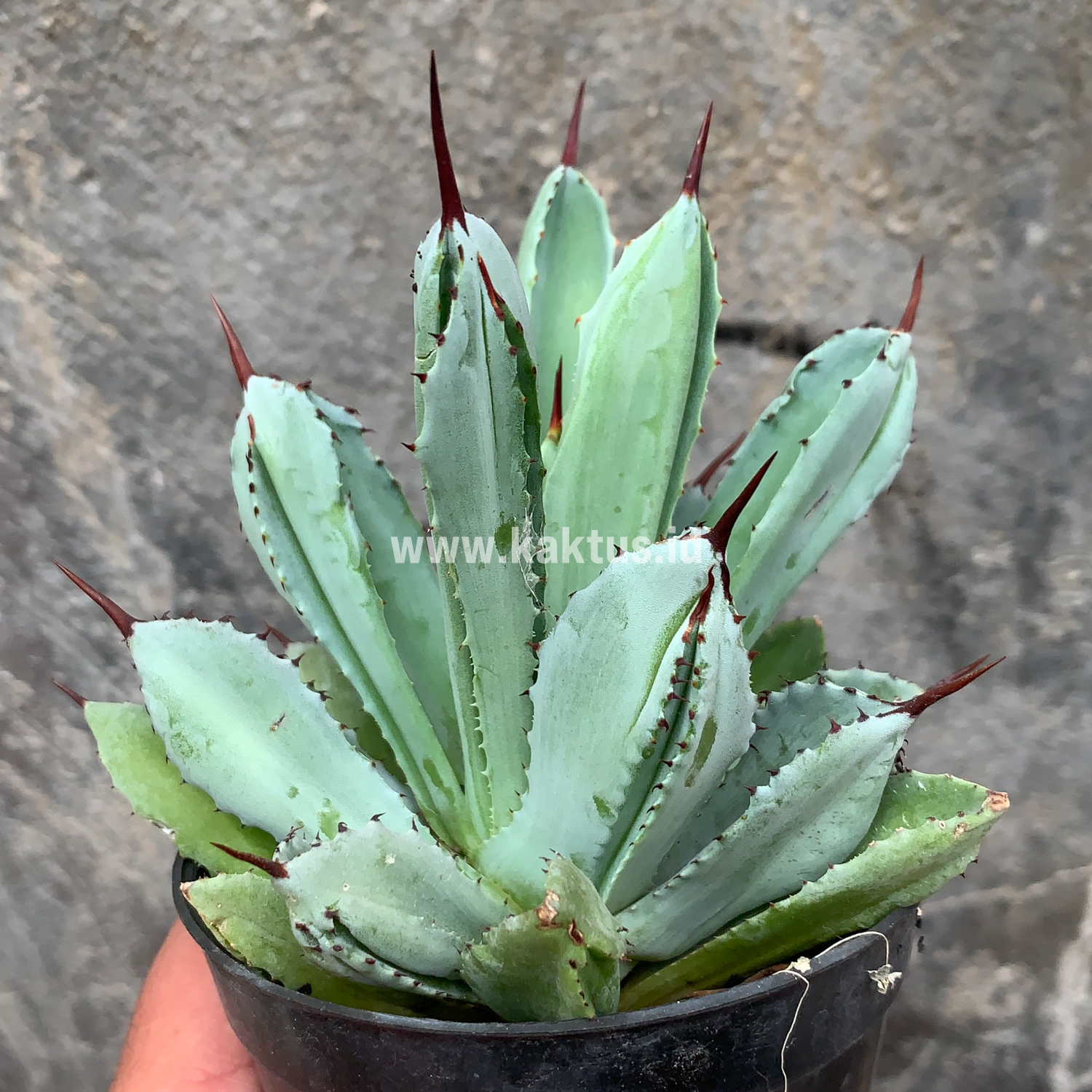 258. Agave Potatorum CV. Cubic - Image 17