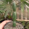 260. Opuntia Canterae