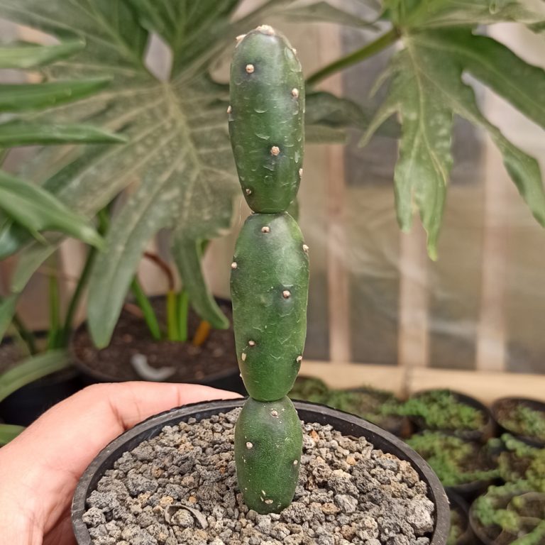 260. Opuntia Canterae