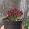 261. Euphorbia Red Lactea