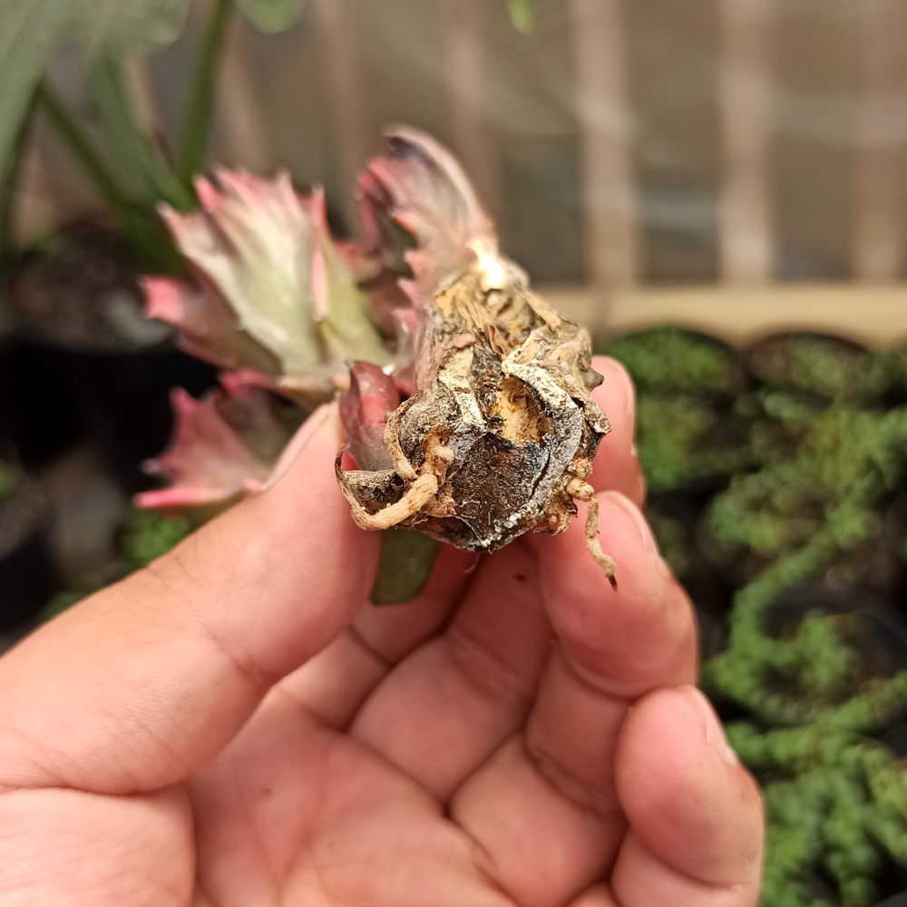 261. Euphorbia Red Lactea - Image 7