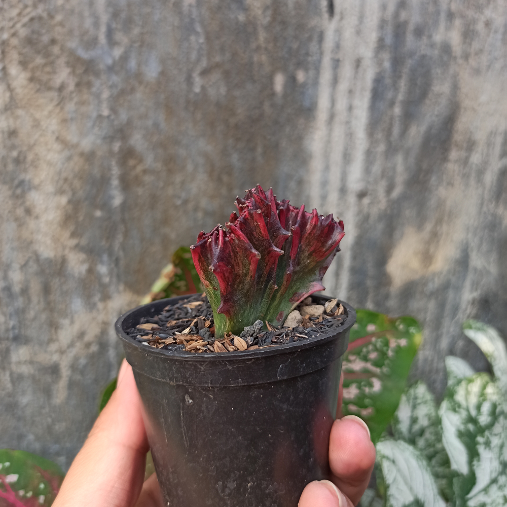 261. Euphorbia Red Lactea - Image 3