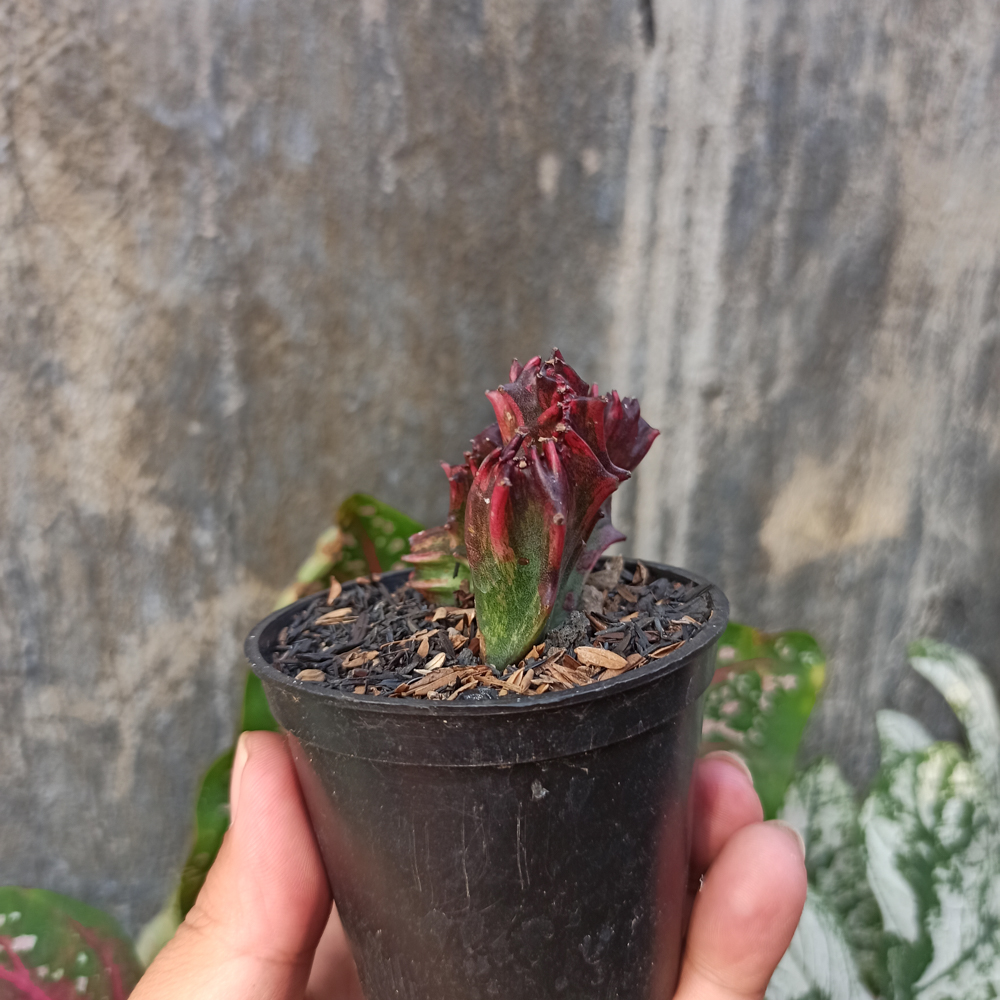 261. Euphorbia Red Lactea - Image 5