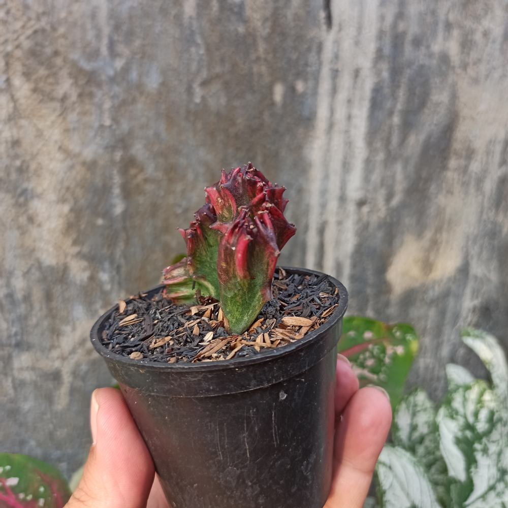 261. Euphorbia Red Lactea - Image 4
