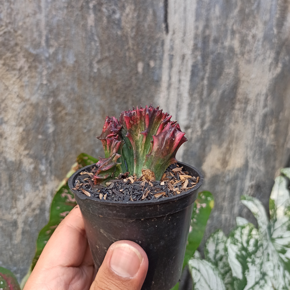 261. Euphorbia Red Lactea - Image 6