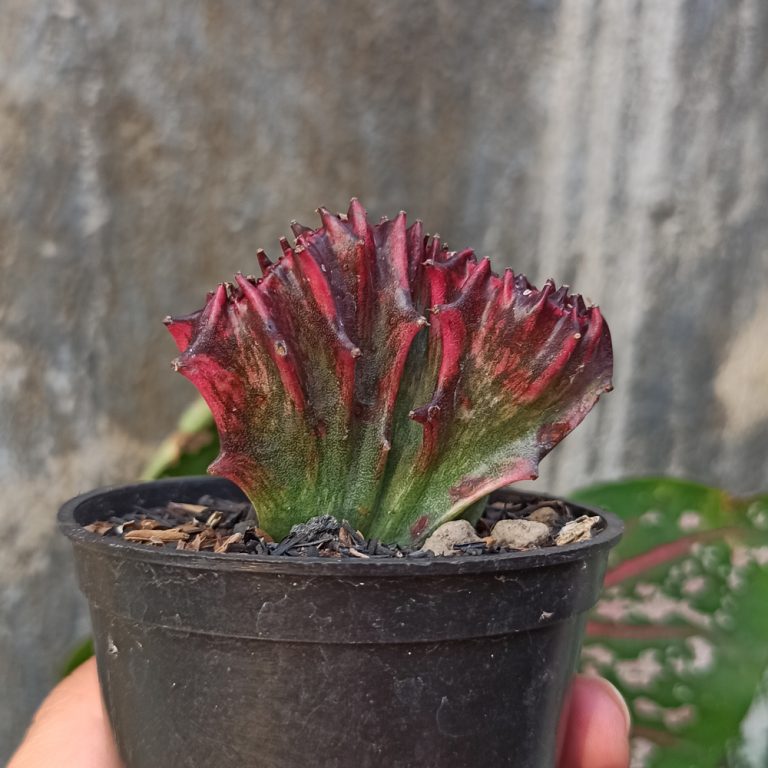 261. Euphorbia Red Lactea