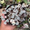 262. Ceropegia Woodii Pink Variegated 'String of Hearts'