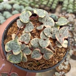 Alternative view of 262. Ceropegia Woodii Pink Variegated 'String of Hearts'