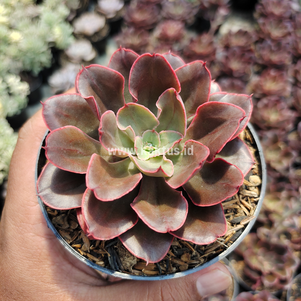 263. Echeveria 'Painted Frills' - Image 4