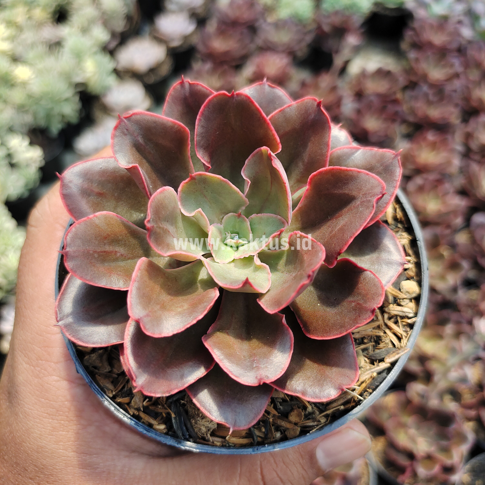 263. Echeveria 'Painted Frills' - Image 2