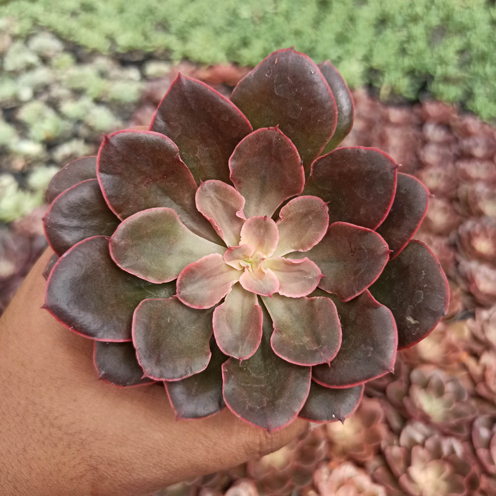 263. Echeveria 'Painted Frills' - Image 5