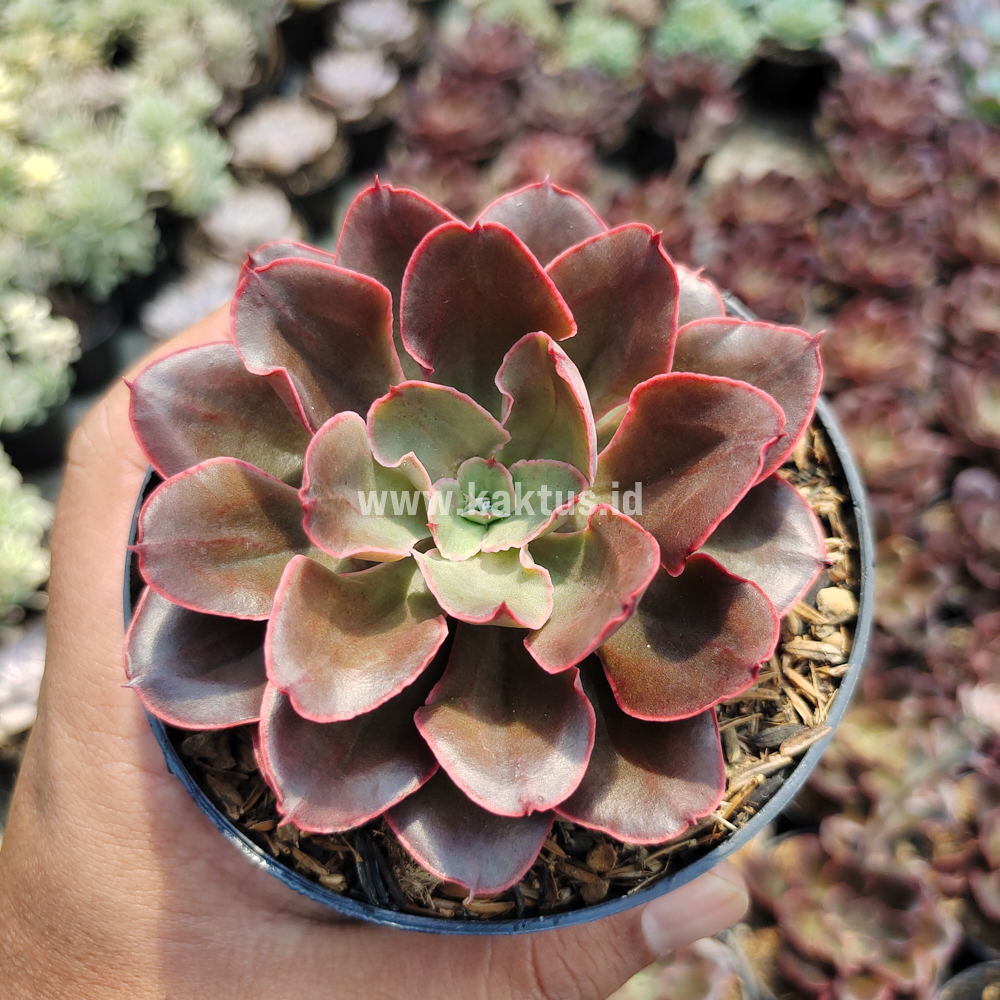 263. Echeveria 'Painted Frills' - Image 10