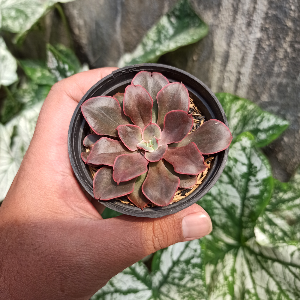 263. Echeveria 'Painted Frills' - Image 6