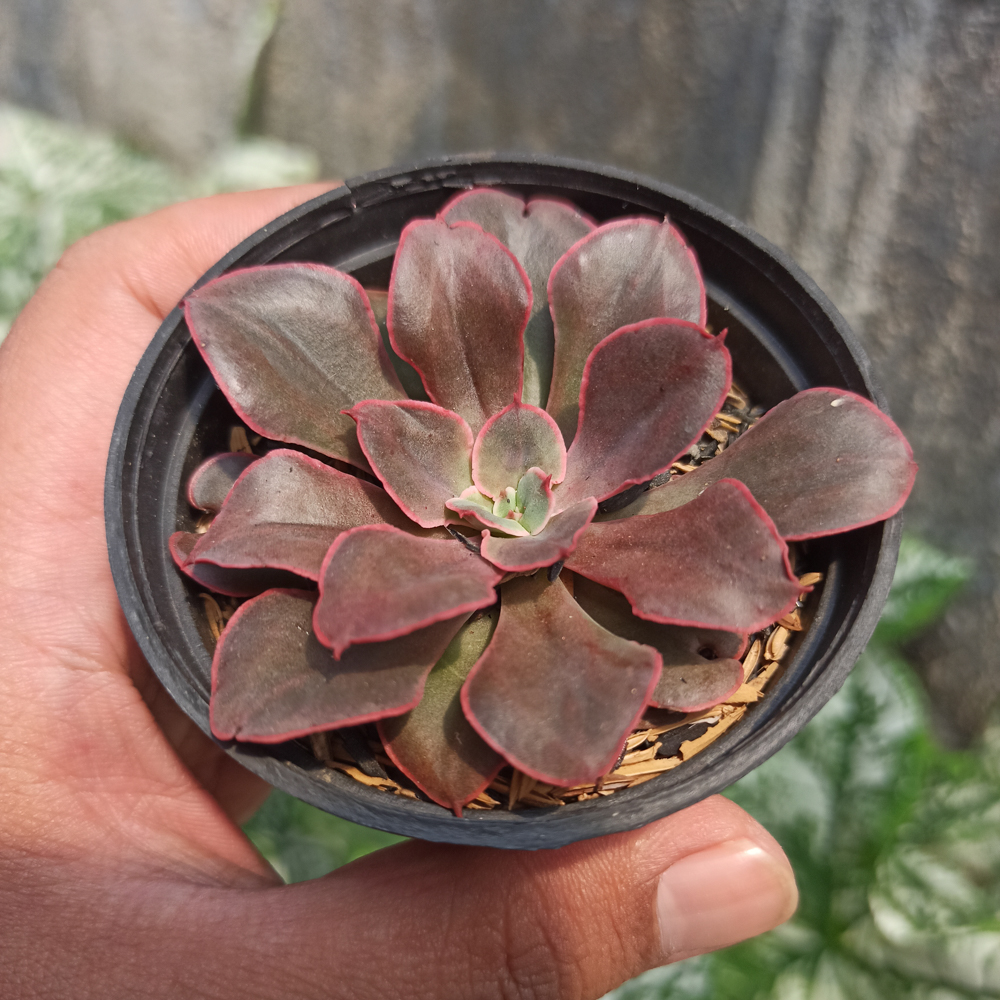 263. Echeveria 'Painted Frills' - Image 7