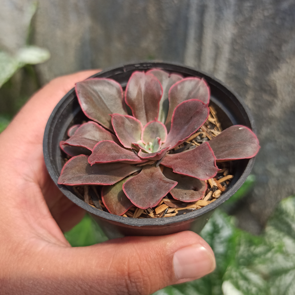 263. Echeveria 'Painted Frills' - Image 8