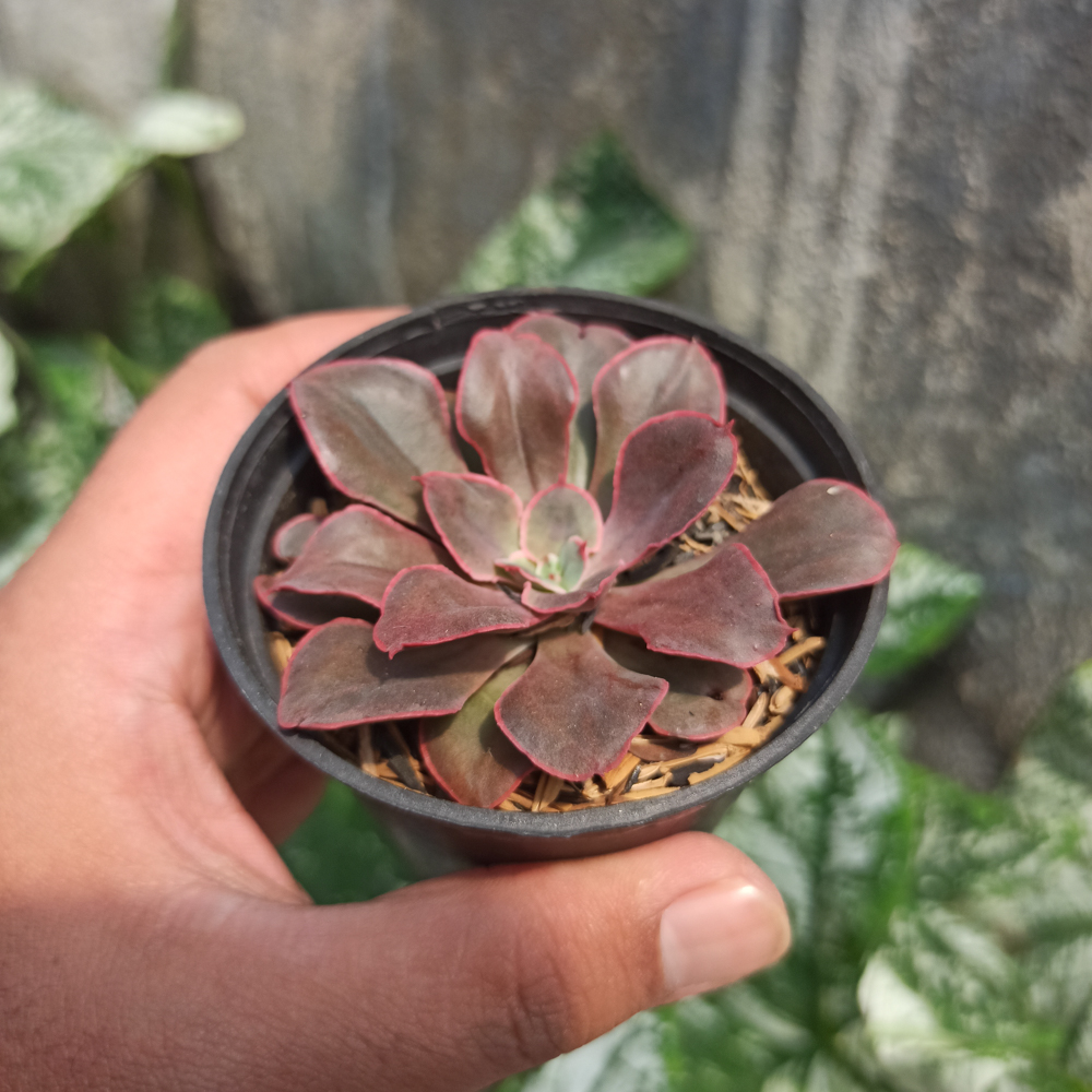 263. Echeveria 'Painted Frills' - Image 9