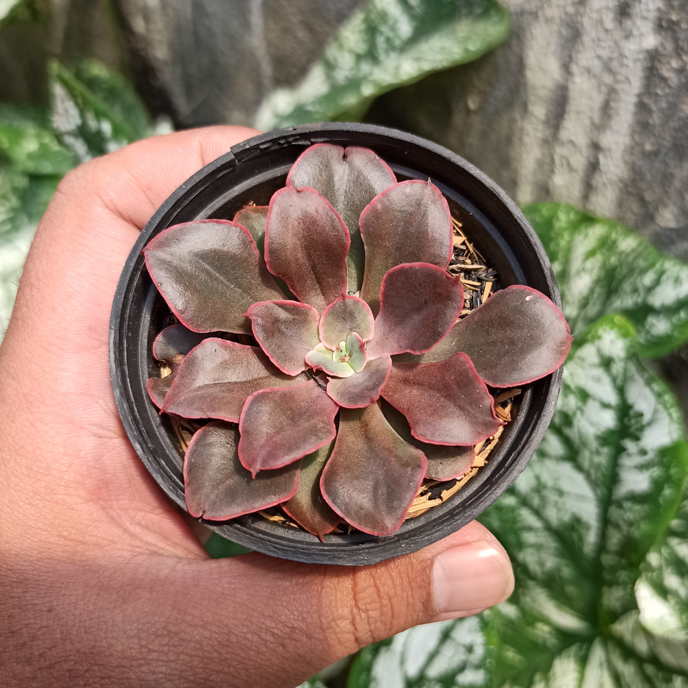 263. Echeveria 'Painted Frills' - Image 3