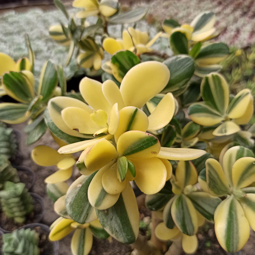 264. Crassula Ovata Hummels Sunset Golden Jade Tree - Image 3
