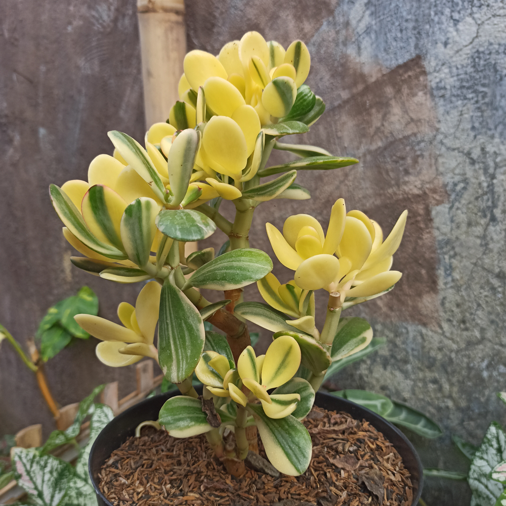 264. Crassula Ovata Hummels Sunset Golden Jade Tree - Image 6
