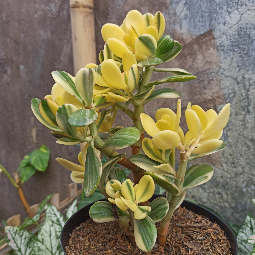 264. Crassula Ovata Hummels Sunset Golden Jade Tree - Image 5
