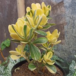 Alternative view of 264. Crassula Ovata Hummels Sunset Golden Jade Tree