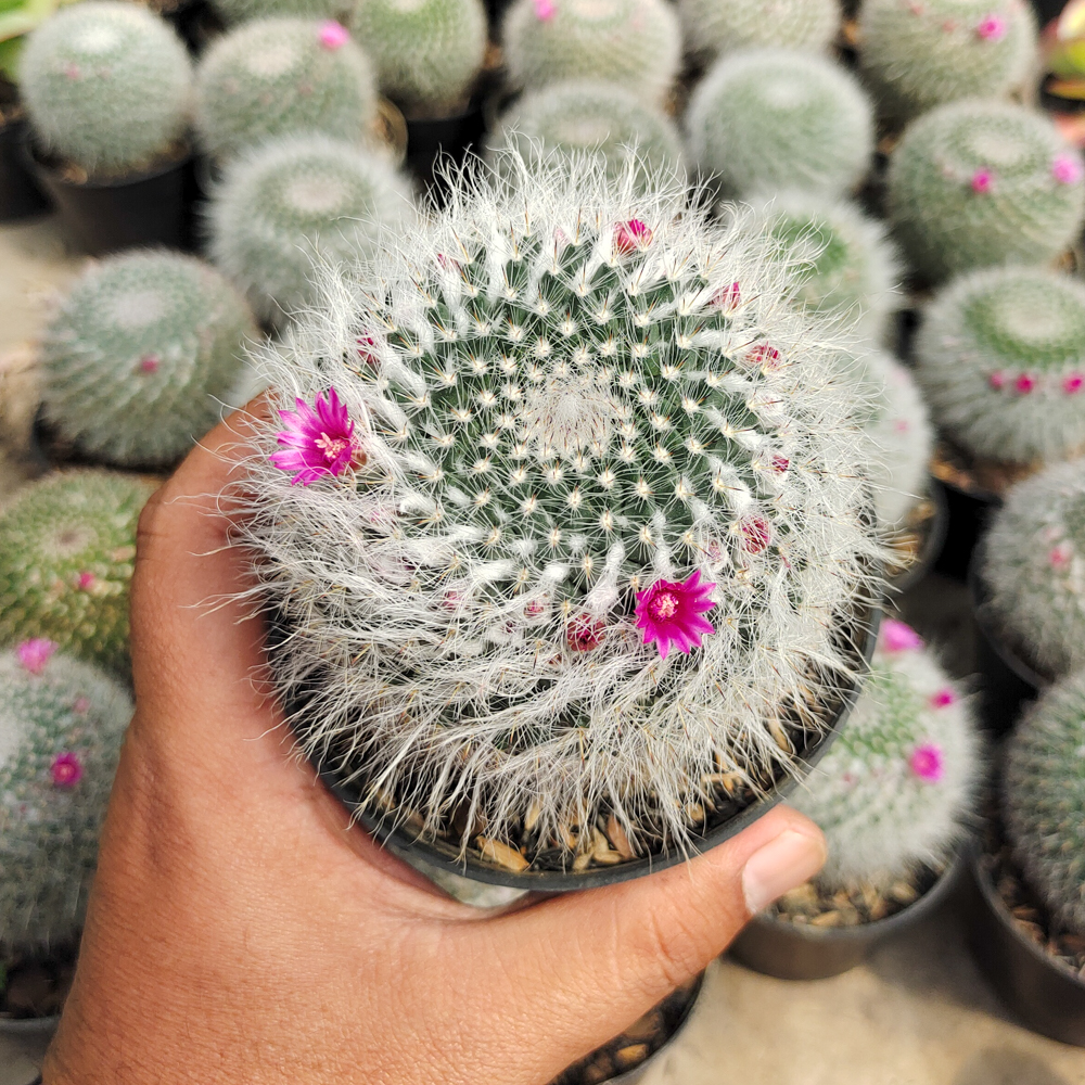 265. Mammillaria Woodsii - Image 3