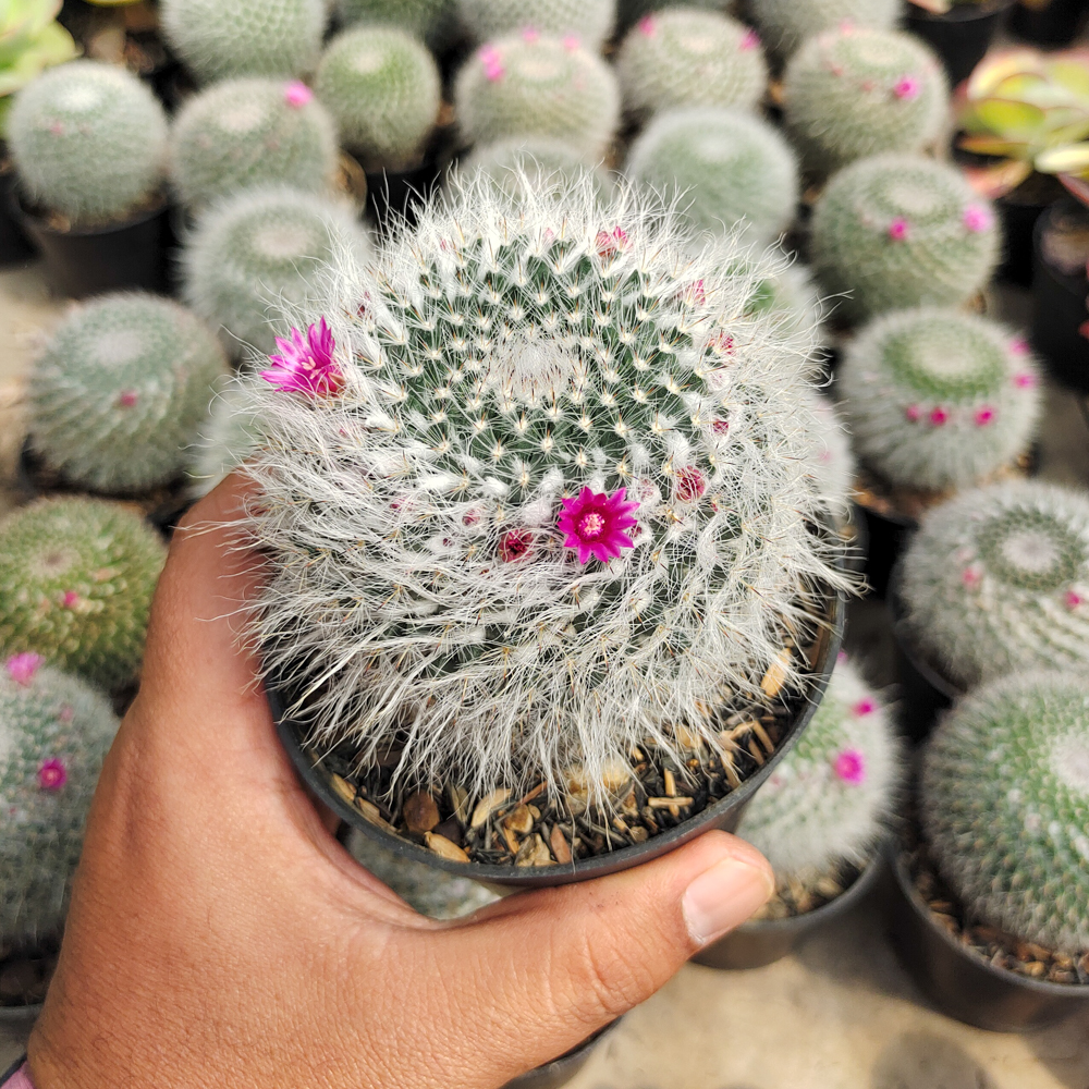 265. Mammillaria Woodsii - Image 4