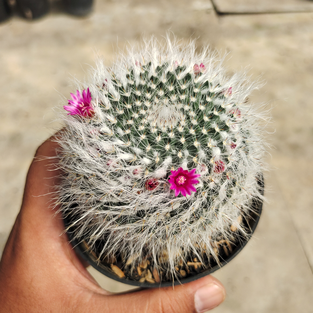 265. Mammillaria Woodsii - Image 6
