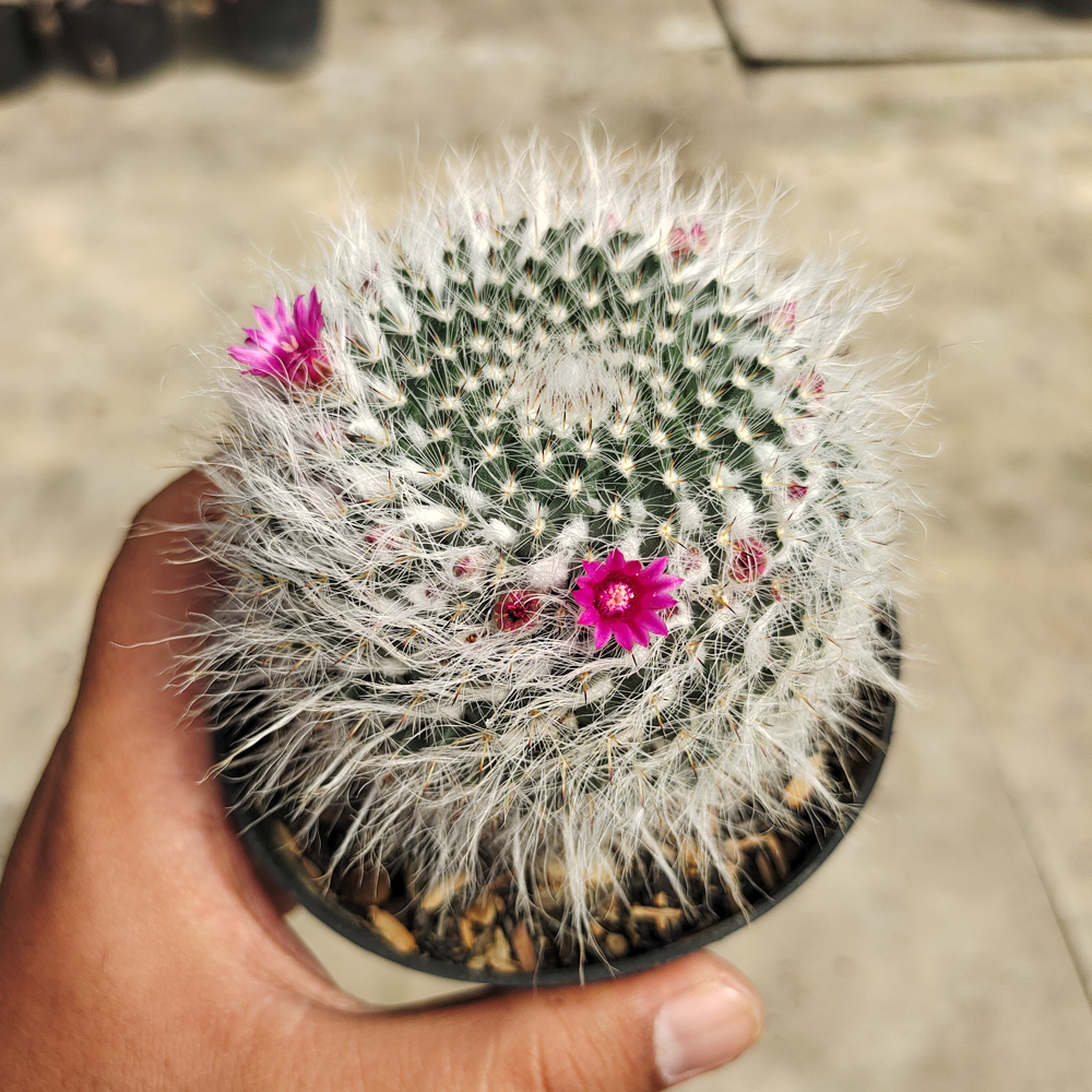 265. Mammillaria Woodsii - Image 7