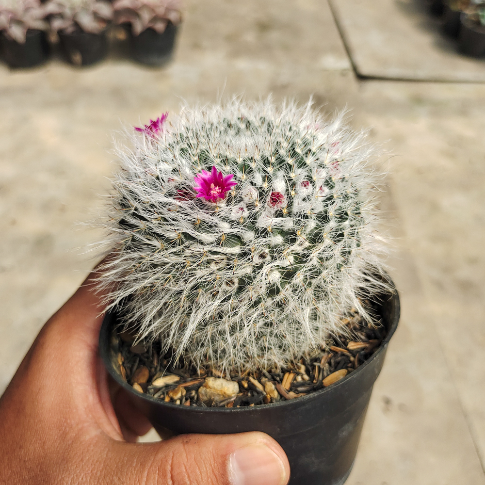 265. Mammillaria Woodsii - Image 2
