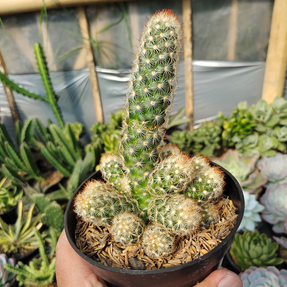 272. Mammillaria Elongata Cluster - Image 6