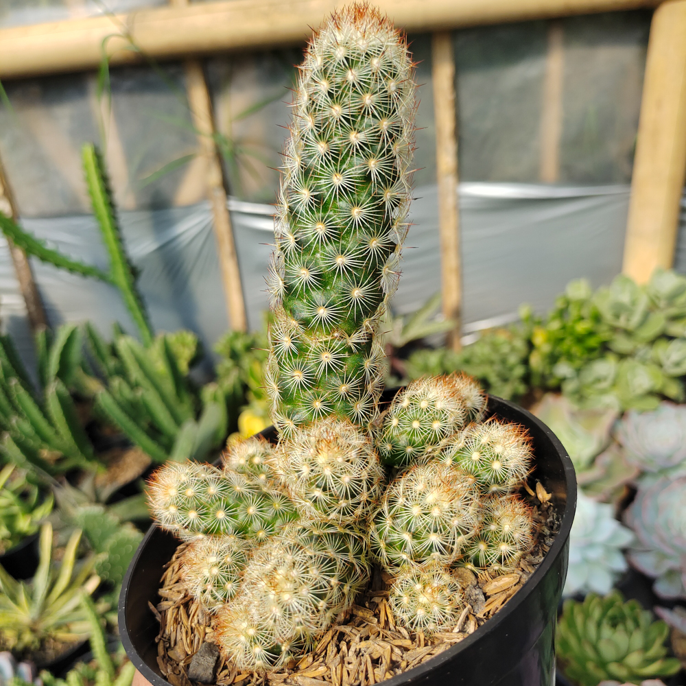 272. Mammillaria Elongata Cluster - Image 2