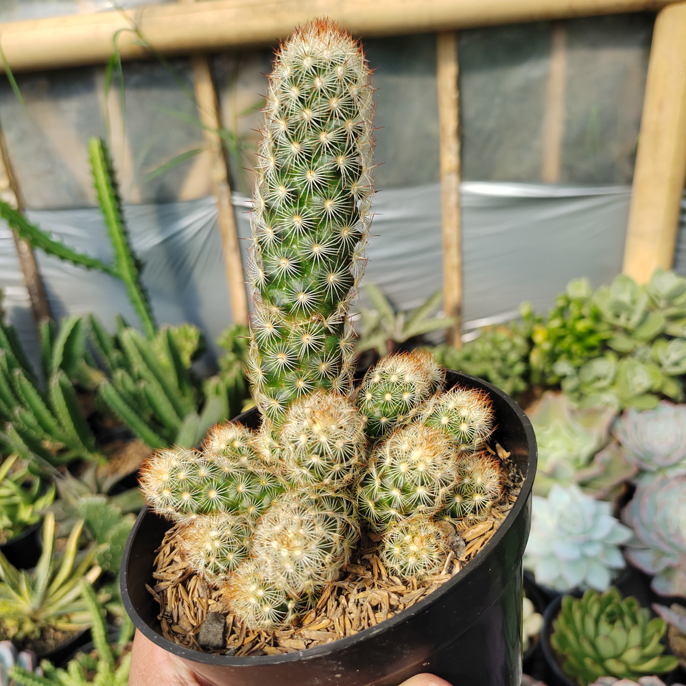 272. Mammillaria Elongata Cluster - Image 3