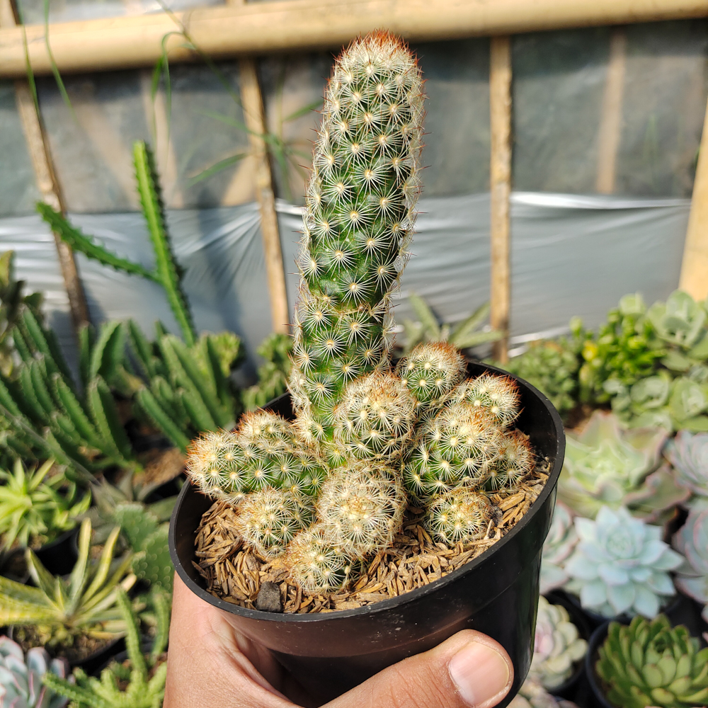 272. Mammillaria Elongata Cluster - Image 5