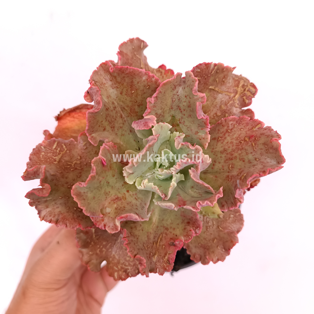 274. Echeveria Cleopatra - Image 13