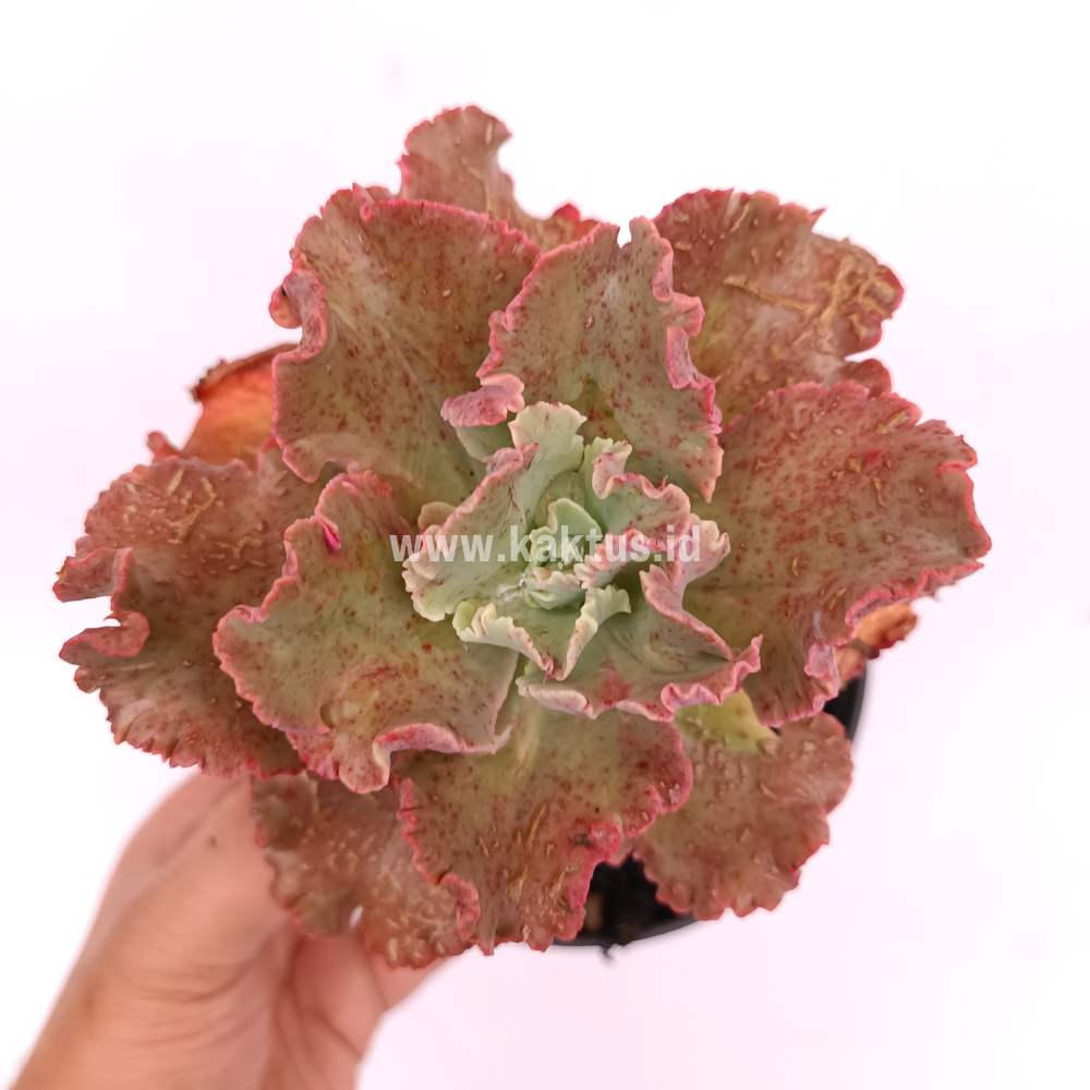274. Echeveria Cleopatra - Image 11