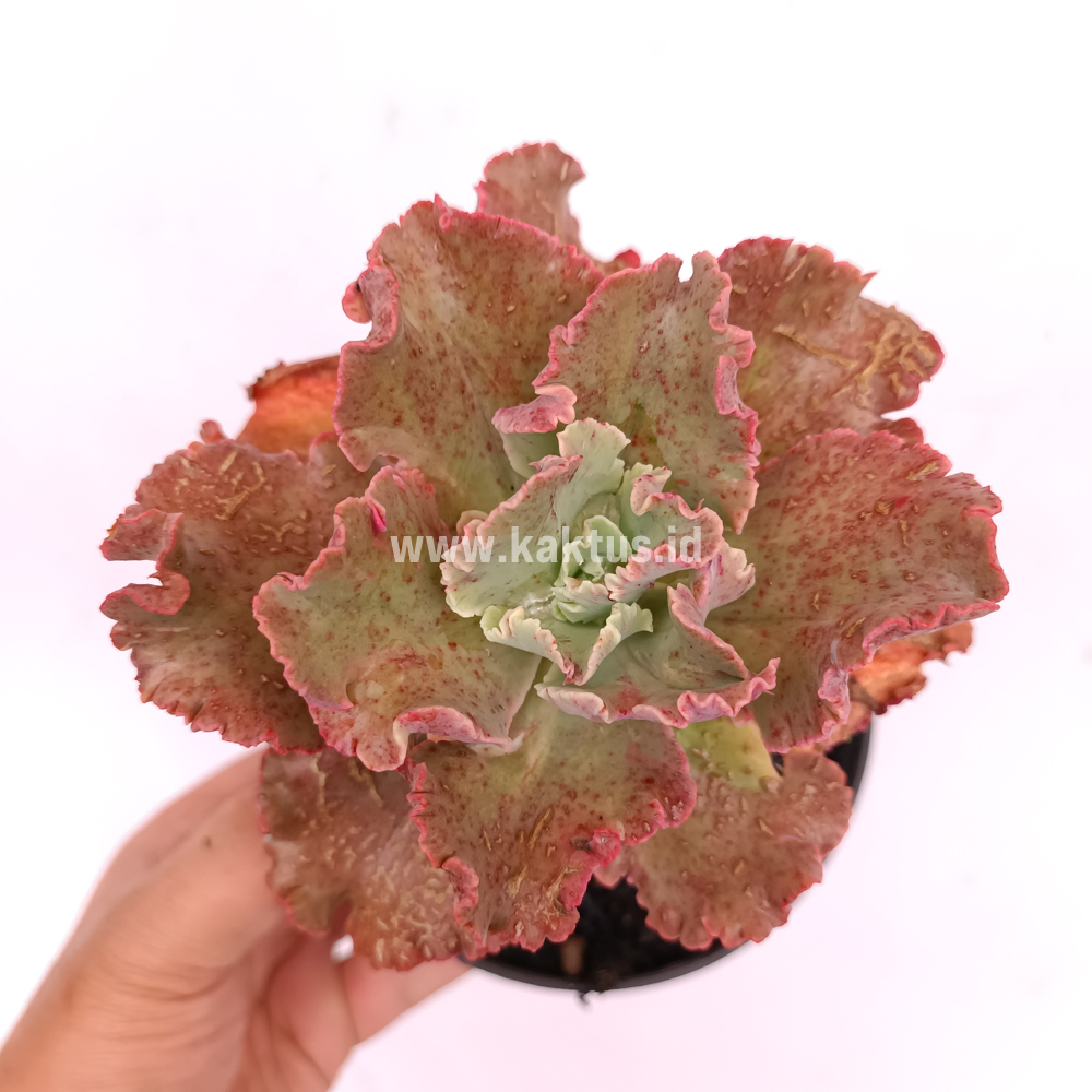 274. Echeveria Cleopatra - Image 12