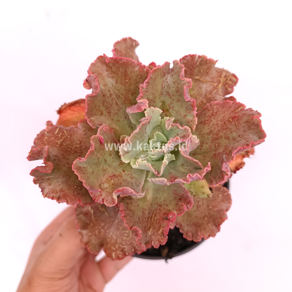 274. Echeveria Cleopatra - Image 4