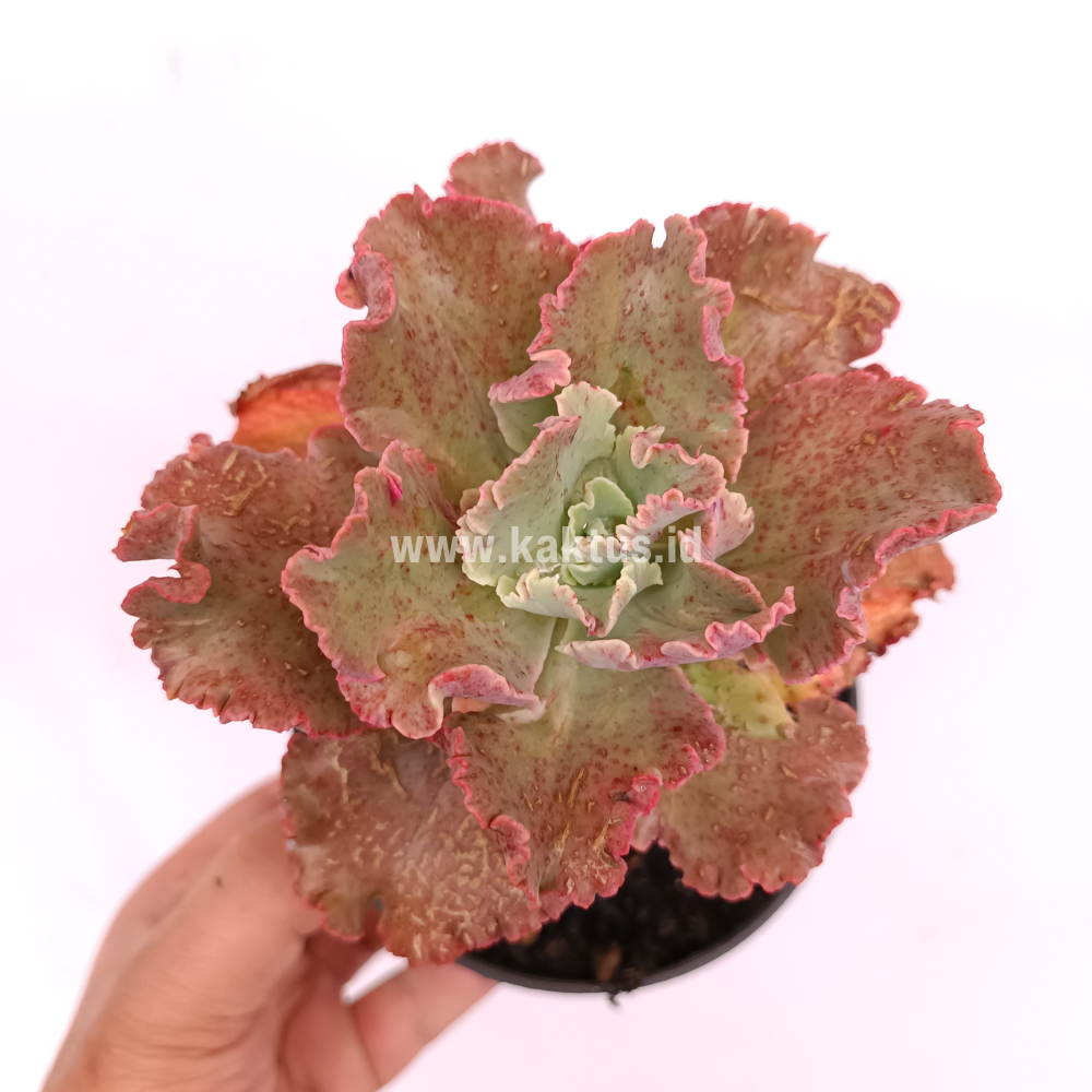 274. Echeveria Cleopatra - Image 5