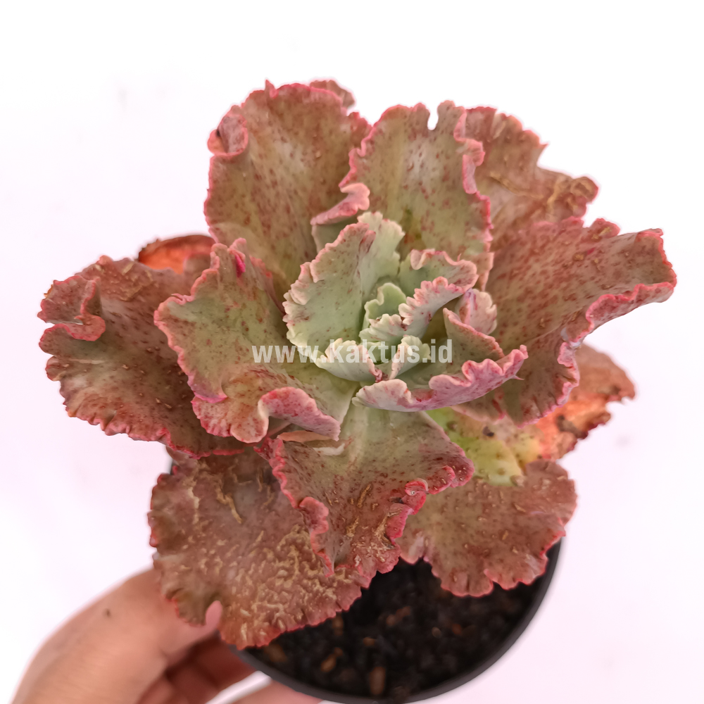 274. Echeveria Cleopatra - Image 6