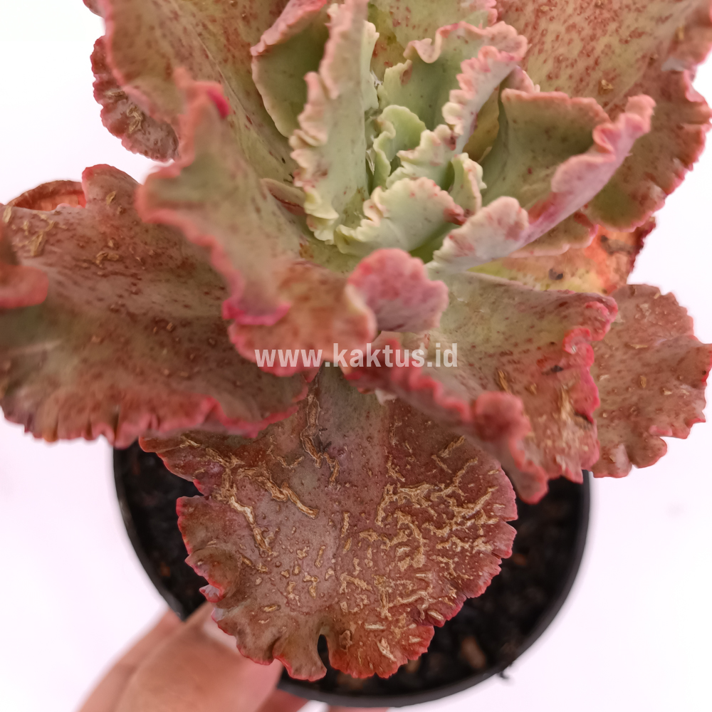 274. Echeveria Cleopatra - Image 2