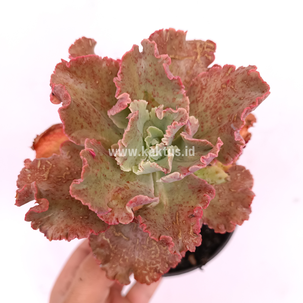 274. Echeveria Cleopatra - Image 7