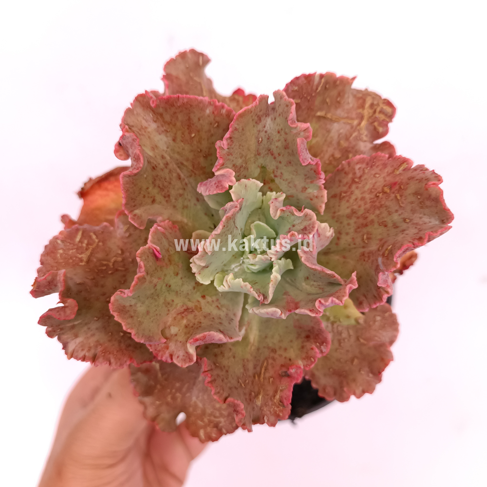 274. Echeveria Cleopatra - Image 8
