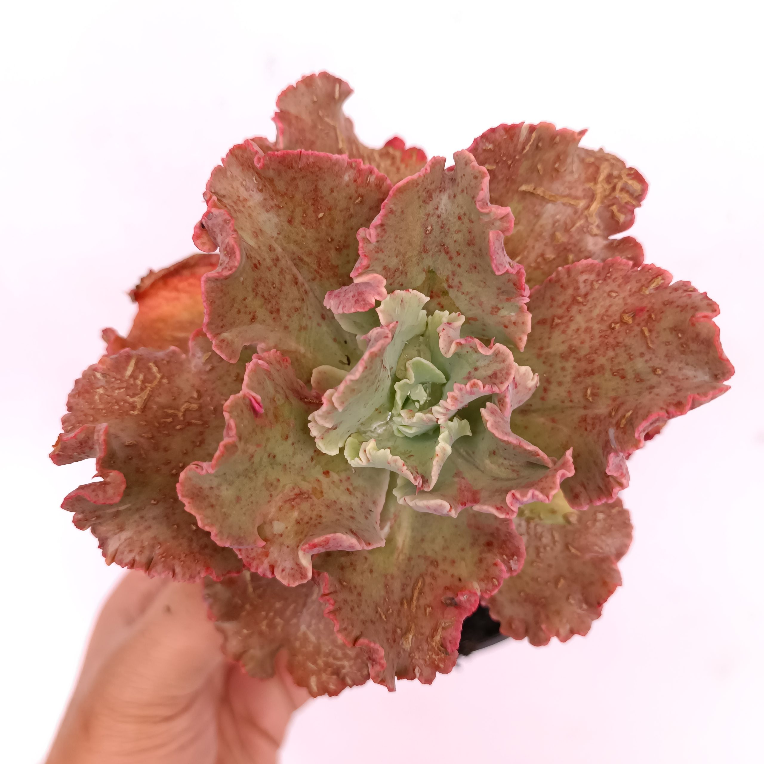 274. Echeveria Cleopatra - Image 14